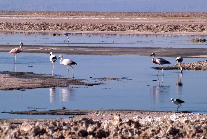 Laguna_Chaxa_2