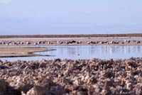 Laguna_Chaxa