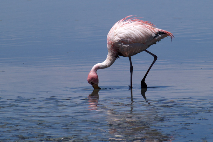 Flamingo Laguna Canapa P1300268