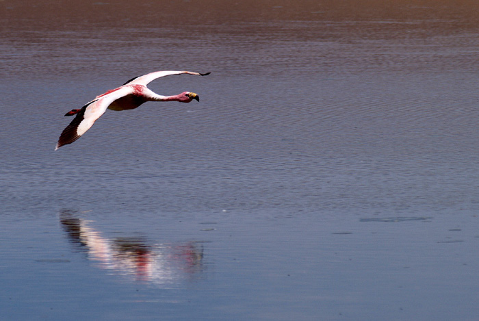 Flamingo P1300274