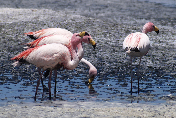 Flamingo P1300288
