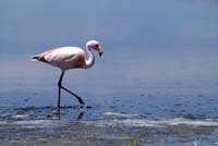 Flamingo P1300271
